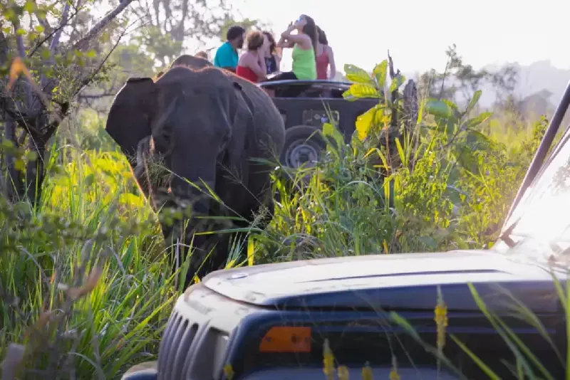 Wild & Tea Sri Lanka Trip